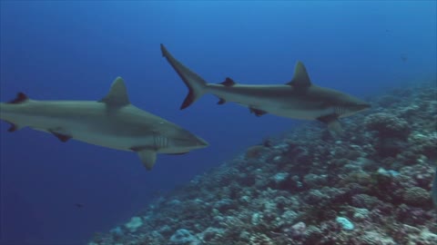 grey reef sharks