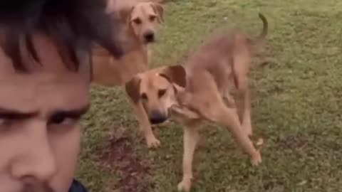 funny dogs and cats