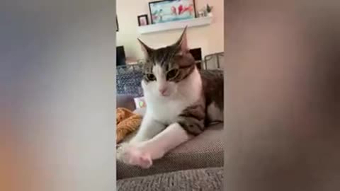 Funny animals|Funnycats|funny moments 😂😅😅