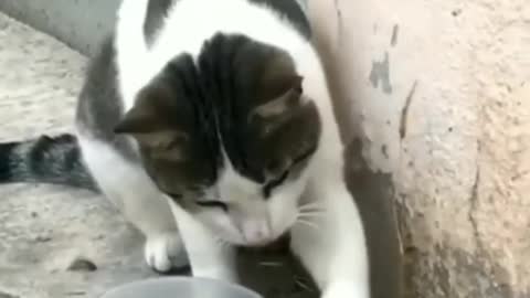 Funny comedy scenes of cat 😺🐈