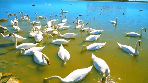 swan pond