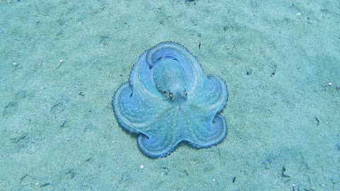 Fantastic Octopus on the Sea Floor