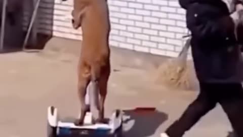 Funny animals videos from TikTok! Try not to laugh! 😹🐶🤣🔥🤣
