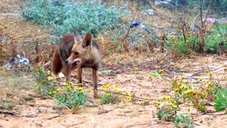 Mother fox amazingly leads human to her kits