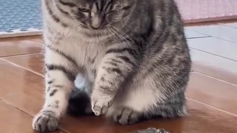 Cute cat is playing with a frog