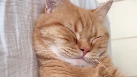 "Blissful Slumber: A Cat's Sweet Dreams and Cozy Naps!"