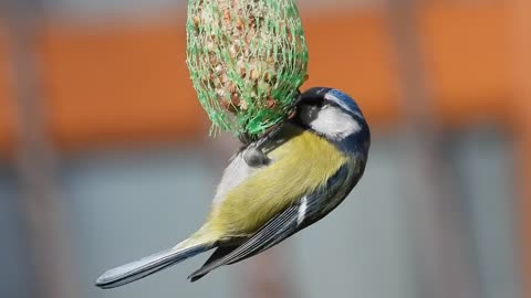 Tits Chickadee Bird Nature Animals Yellow Beak