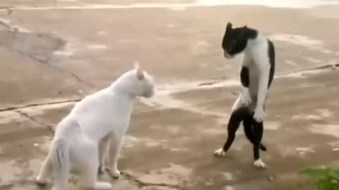 Animal kung fu moment