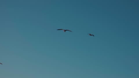 Birds is flying in the blue sky