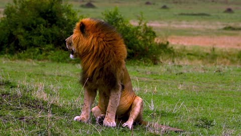 Big old lion has satisfying scratch after a big meal