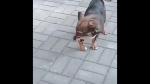 Funny dog