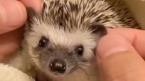 Massage for hedgehog