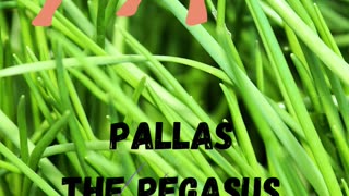 PALLAS THE PEGASUS