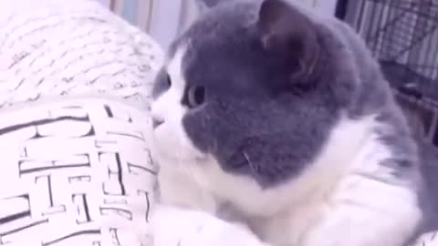 Cat refuses to shake hands with owner