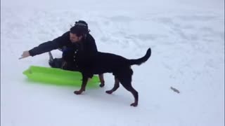 Captain the Rottweiler Sled dog