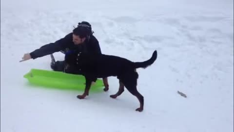 Captain the Rottweiler Sled dog