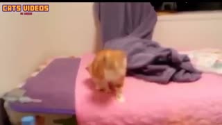 sweet cat compilation- HD-| funny cats-CUTE!