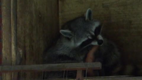 Little raccoons enjoy their food