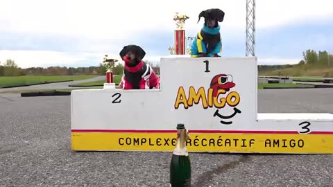 Race between cat and dog with their cars🚗🚗🚗