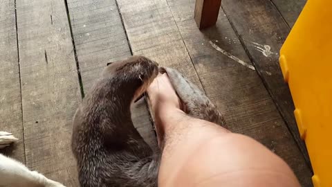 Man's Leg Otter's Tail