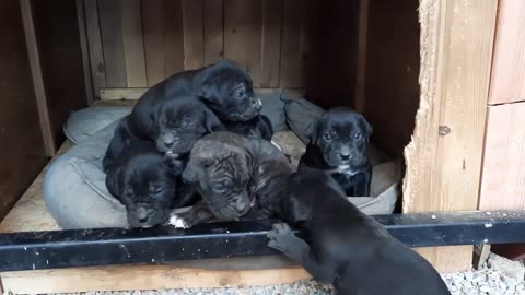 Wer möchte einen Cane Corso-Welpen?