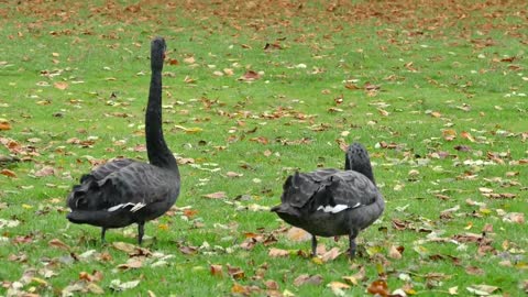 Black Swans Birds Swans Black Nature Animal