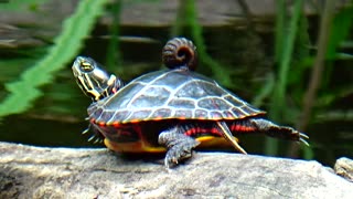 Painted Turtle