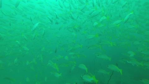 yellowfishes underwater sea thailand