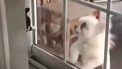 funny animal videos