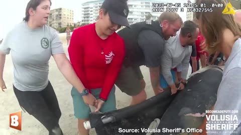 Police, Wildlife Experts Carry STRANDED MANATEE to Safety