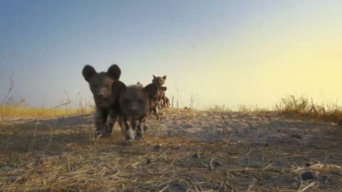 Robotic Spy Puppy Meets Wild Dogs