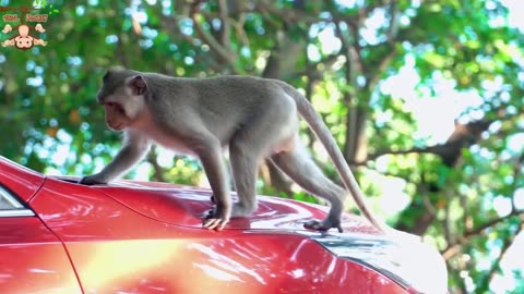 Epic Animal Showdowns: Nature's Fiercest Battles! Animal Fight Video, Monkey Fight Video
