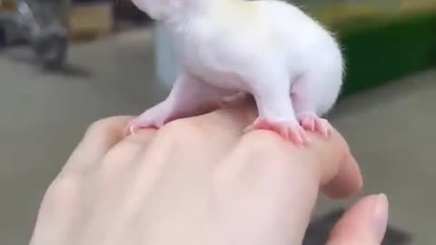 Adorable Flying Squirrel Makes a Perfect Landing in Hand #flyingsquirrel #sugarglider #shortstiktok