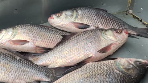 Giant Rohu Fish Live Video In Big Fish Market Bangladesh