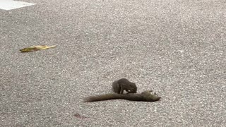 Squirrel Mourns over Lost Friend