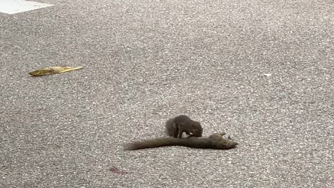 Squirrel Mourns over Lost Friend