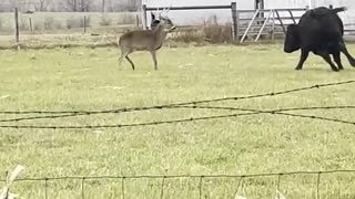 Animal: Deer vs Bull