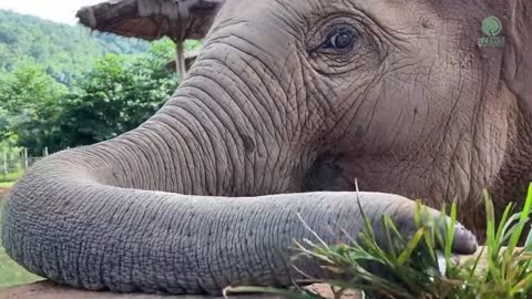 Baby Elephant Tries To Figure It Out How To Eat Grass On The Top Of Cement Pipe - ElephantNews