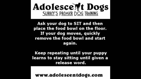 How to teach your puppy to wait for his meals - Adolescent Dogs. Training Disni,