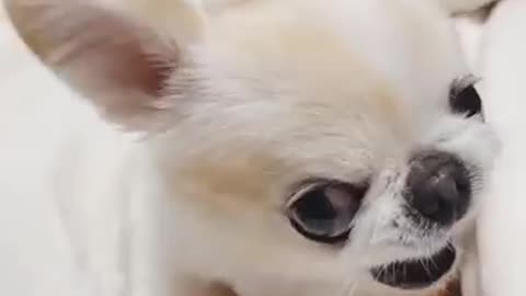 Must see cute angry puppy