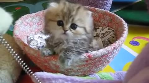 OMG, very cute kitten