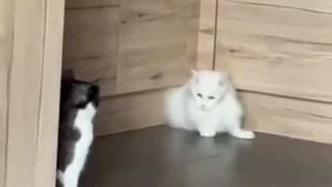Funny cats 🤣🤣🤣