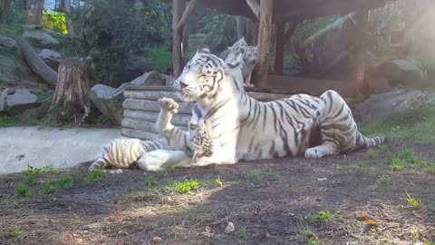 White tiger