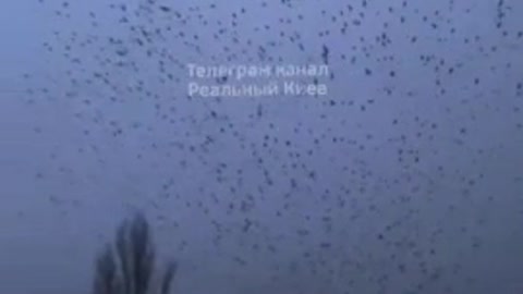 Thousands of Crows in the Skies Above Kyiv, Ukraine | Harbingers of Death