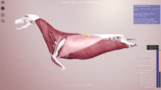 Canine body wall musculature preview - 3D Veterinary Anatomy, IVALA
