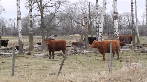 Cow Literally Yelling At Me To Stop Filming Her Baby