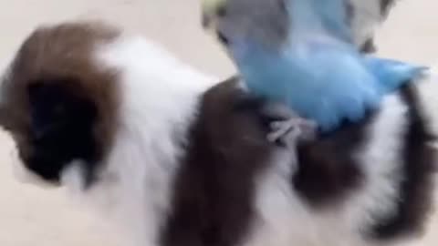 Parrot rider, shocking videos 😱