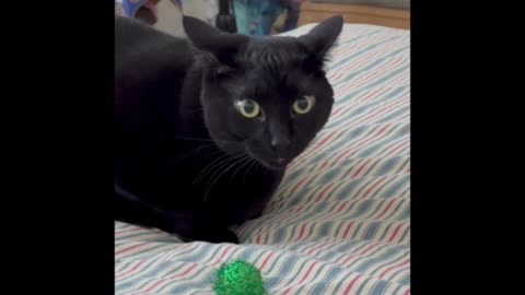 Adopting a Cat from a Shelter Vlog - Cute Precious Piper Loves Her Favorite Toy #shorts
