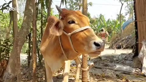 Have you ever heard the sound of a cow? Click on the video and hear the sound in a new way.
