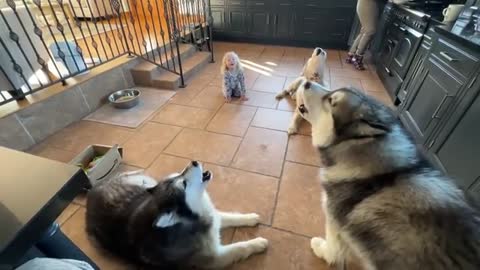 Adorable Baby Girl Convinces Wolves To Howl! They Go Crazy! (Cutest Ever!!)